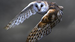 Nature Birds barn Owls