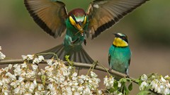 Nature Birds Bee Eaters