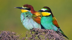 Nature Birds Bee Eaters