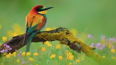 Nature Birds Bee Eaters