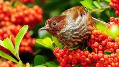 Nature Birds Berries