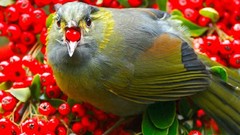 Nature Birds Berries