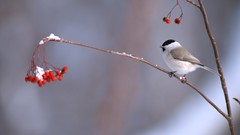 Nature Birds Berries Long-tailed Tit