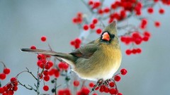 Nature Birds Berries waxwing