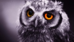 Nature Birds big eyes Owls