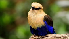 Nature Birds Blue-bellied Roller