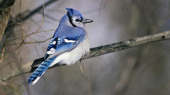 Nature Birds blue jay