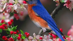 Nature Birds bluebirds