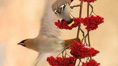 Nature Birds cedar waxwing