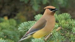 Nature Birds cedar waxwing