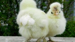 Nature Birds chicks (chickens) baby birds