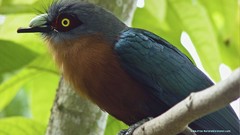 Nature Birds close-up