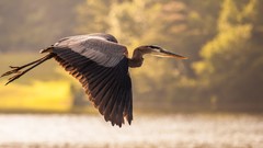 Nature Birds Cranes flying