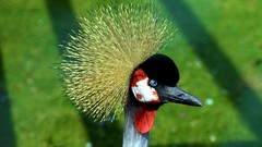 Nature Birds Cranes Grey Crowned Crane