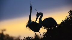Nature Birds Cranes silhouettes