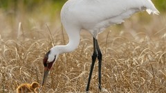 Nature Birds Cranes wildlife baby birds