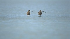 Nature Birds Curlews