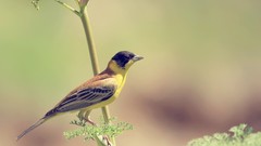 Nature Birds depth of