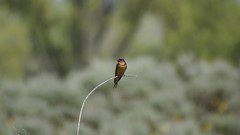 Nature Birds depth of field