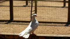 Nature Birds doves sunlight