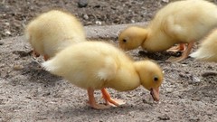 Nature Birds duckling baby birds