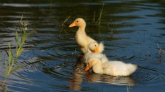 Nature Birds Ducks duckling baby birds
