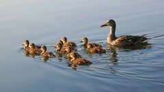 Nature Birds Ducks family duckling baby birds