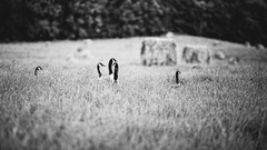 Nature Birds Ducks fields grayscale depth of field