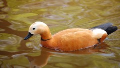 Nature Birds Ducks floating