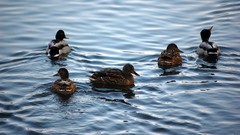 Nature Birds Ducks Frozen mallard