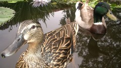 Nature Birds Ducks mallard