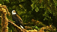 Nature Birds Eagles