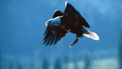 Nature Birds Eagles