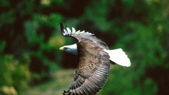 Nature Birds Eagles