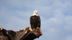 Nature Birds Eagles animal world