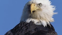 Nature Birds Eagles bald