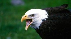 Nature Birds Eagles screaming