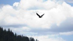 Nature Birds Eagles skyscapes