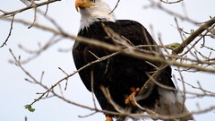 Nature Birds Eagles wildlife