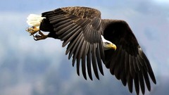 Nature Birds Eagles wildlife bald eagles
