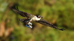 Nature Birds Eagles wildlife depth of field