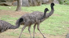 Nature Birds emu