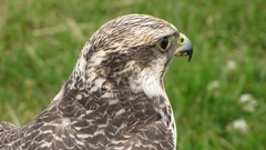 Nature Birds falcon bird