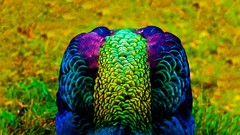 Nature Birds feathers multicolor Peacocks blurred background