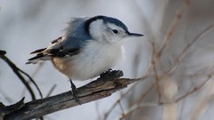 Nature Birds feathers Soul diaspora