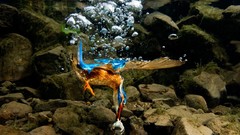 Nature Birds fish hunting underwater rocks national geographic 