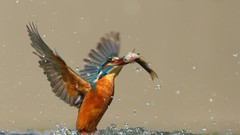 Nature Birds fish kingfisher waterdrops