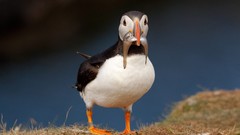 Nature Birds fish puffin