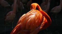 Nature Birds flamingos