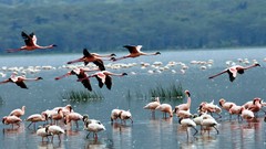 Nature Birds flamingos wildlife